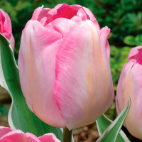 Луковицы Тюльпан триумф Нью Дизайн (в упаковке - 3шт.)