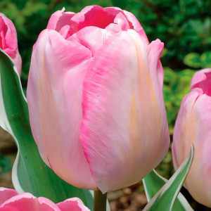 Тюльпан триумф Нью Дизайн (в упаковке - 3шт.)