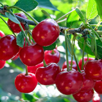 Саженцы Вишня Щедрая