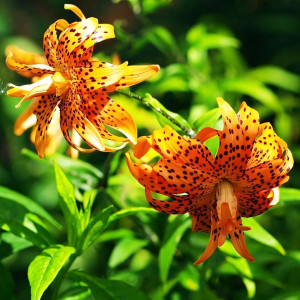  Лилия тигровая Flore Pleno (Флора Плена)