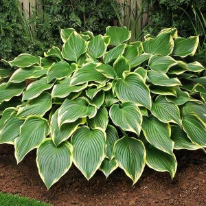 Саженцы Хоста Prima Donna (Прима Донна) L