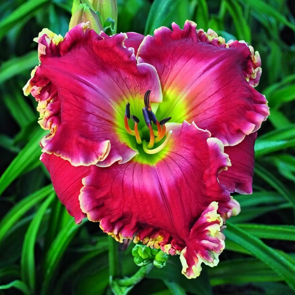 Саженцы Лилейник Watermelon Red (Вотермелон Ред)