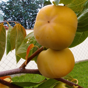 Саженцы Хурма Роман Кош