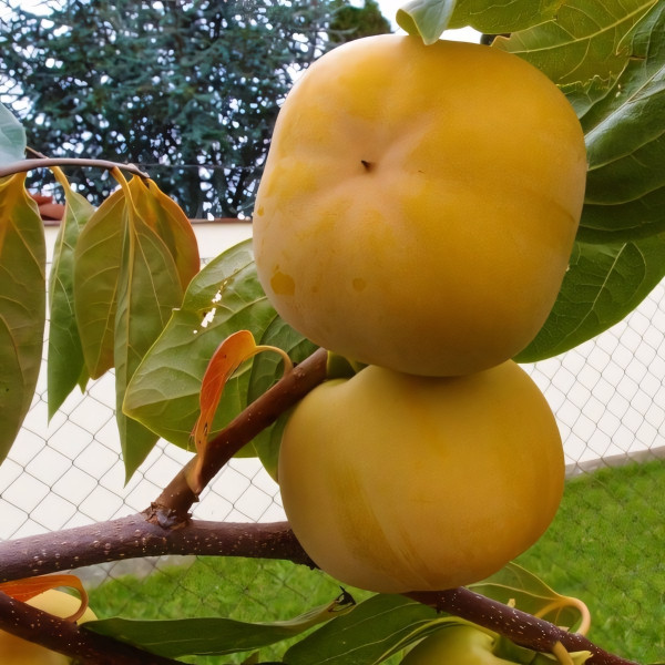 Саженцы Хурма Роман Кош