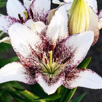 Луковицы  Лилия ЛА гибрид Sweet Zanika (Свит Заника) (3шт.)