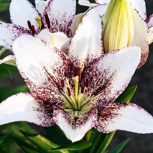  Лилия ЛА гибрид Sweet Zanika (Свит Заника)