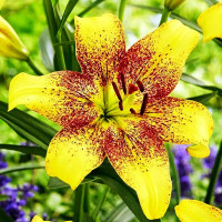 Луковицы  Лилия ЛА гибрид Golden Stonе (Голден Стоун) (3шт.)