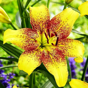  Лилия ЛА гибрид Golden Stonе (Голден Стоун)