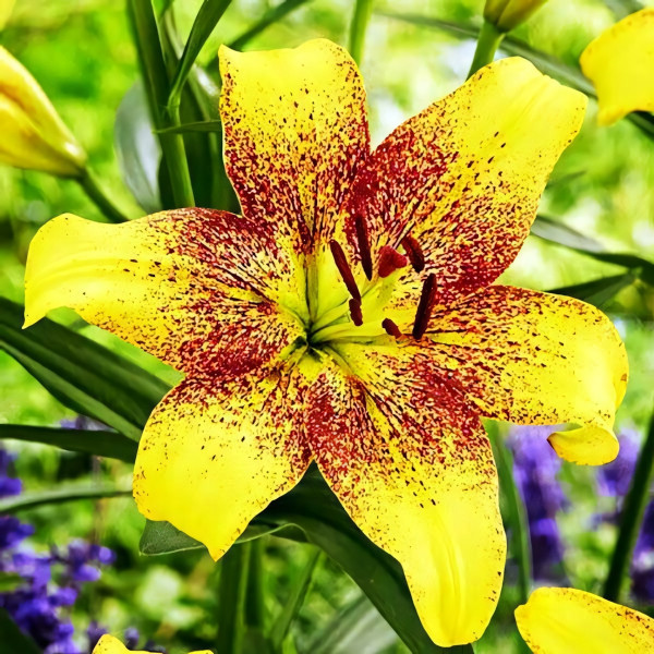 Луковицы  Лилия ЛА гибрид Golden Stonе (Голден Стоун) (3шт.)