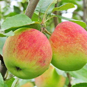 Саженцы Яблоня Мельба