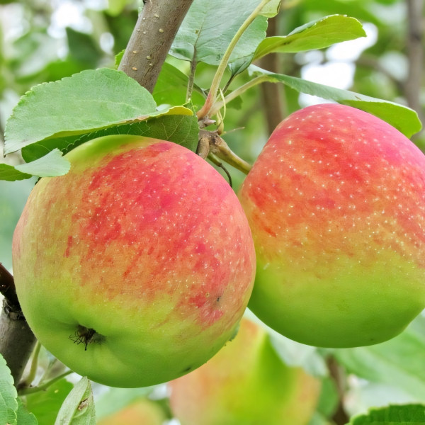 Саженцы Яблоня Мельба