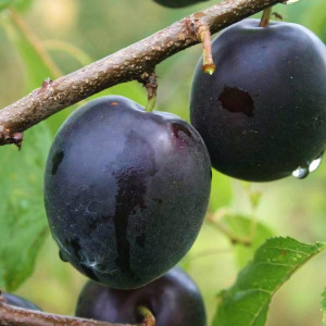 Саженцы Абрикос Черный Бархат