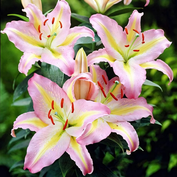 Луковицы  Лилия восточная Tom Pouce (Том Пус) (3шт.)