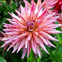 Саженцы Георгина кактусовая Alain Mimoun (Алан Мимоун)