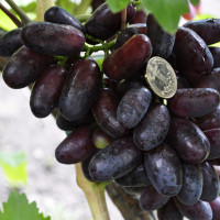 Саженцы Виноград Изюминка