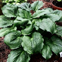 Саженцы Хоста Lakeside Prophecy (Лэйксайд Пропхеси) М