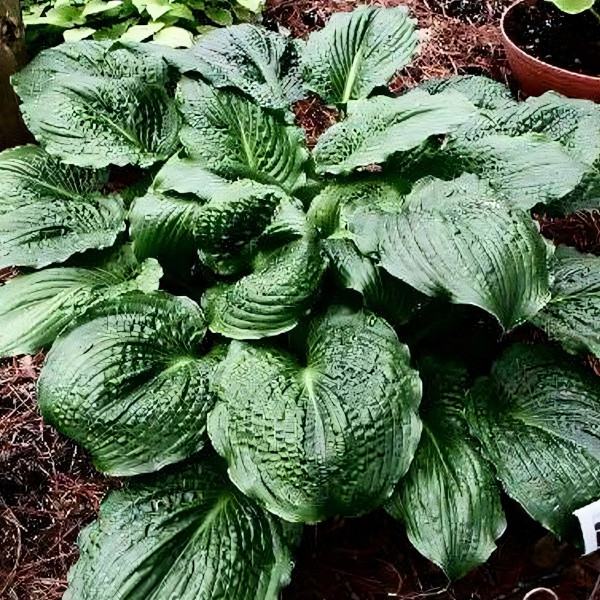 Саженцы Хоста Lakeside Prophecy (Лэйксайд Пропхеси) М