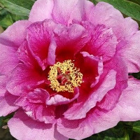 Саженцы Пион Sonoma Amethyst (Сонома Аметист)