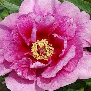 Саженцы Пион Sonoma Amethyst (Сонома Аметист)