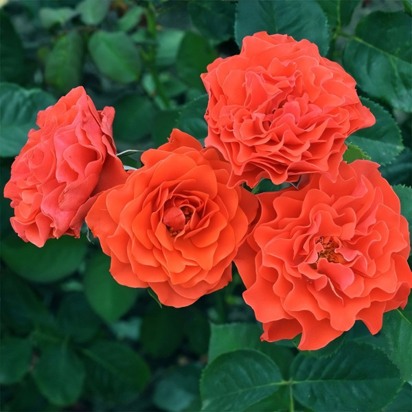 Саженцы Роза парковая Эклат де Кораил