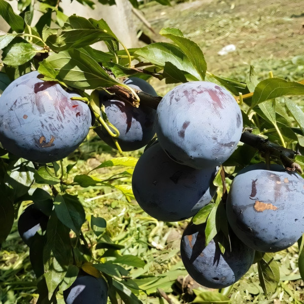 Саженцы Слива Гигант