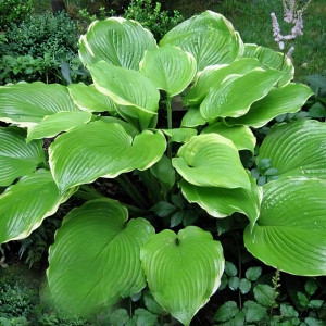 Саженцы Хоста Winter Snow (Винтер Сноу) L