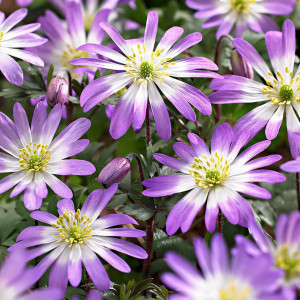 Анемона Бланда Розеа