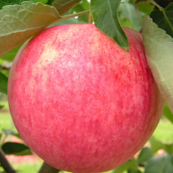 Саженцы Яблоня Слава Победителям