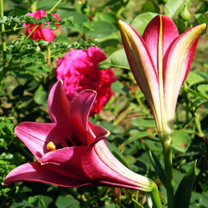  Лилия длинноцветковая Divine (Дивайн)