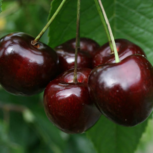 Саженцы Черешня Слава Жукова