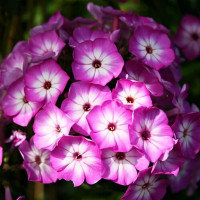 Саженцы Флокс Flame Purple Eye (Флейм Пурпл Айз)