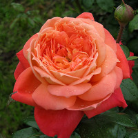 Саженцы Роза флорибунда Квин оф Хартс