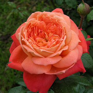 Саженцы Роза флорибунда Квин оф Хартс