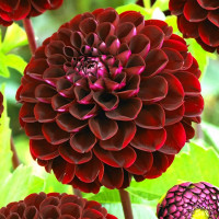 Саженцы Георгина Jowey Mirella