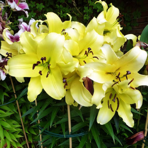  Лилия ОТ гибрид Bellville (Бельвилль)