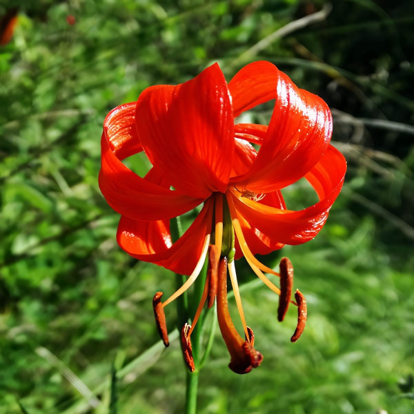 Луковицы  Лилия Pumilum (Пумилум) (3шт.)