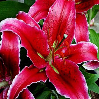 Луковицы  Лилия восточная Kissproof (Кисспруф) (3шт.)