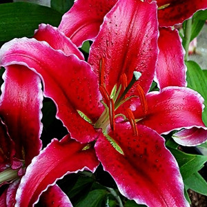  Лилия восточная Kissproof (Кисспруф)