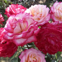 Саженцы Роза чайно-гибридная Максим