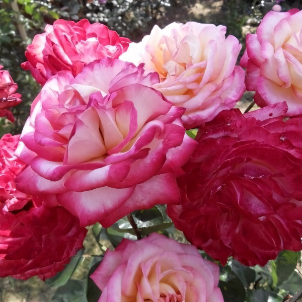 Саженцы Роза чайно-гибридная Максим