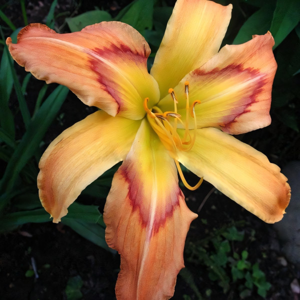 Саженцы Лилейник On Silken Thread (Он Силкен Срэд)