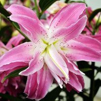Луковицы  Лилия восточная Lotus Elegance (Лотус Элеганс) (3шт.)