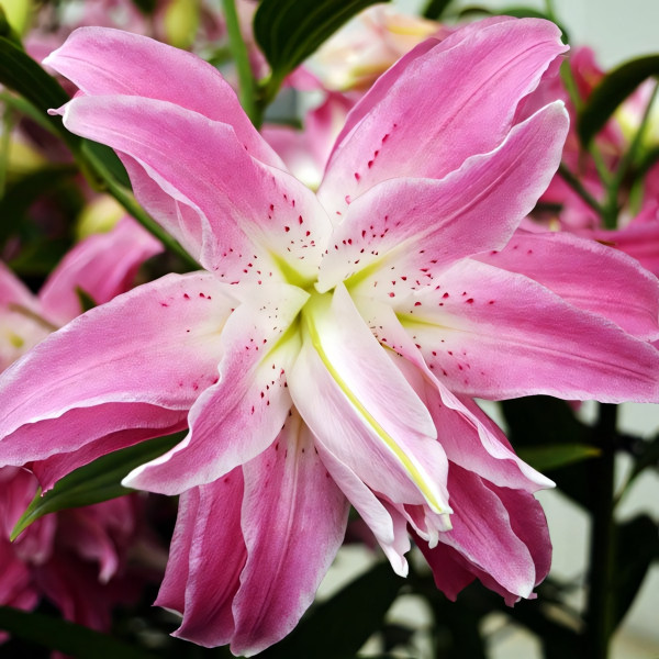 Луковицы  Лилия восточная Lotus Elegance (Лотус Элеганс) (3шт.)