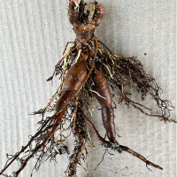 Саженцы Пион Blush Queen (Блаш Квин)