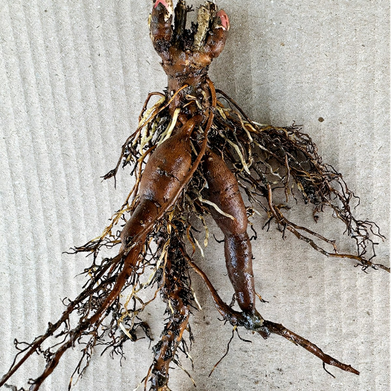 Саженцы Пион Blush Queen (Блаш Квин)