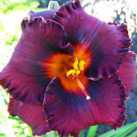 Саженцы Лилейник Night Whispers (Найт Виспер)