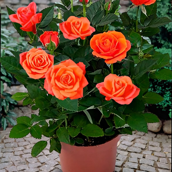 Саженцы Роза спрей Оранж Стар