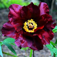 Саженцы Пион Черный пират