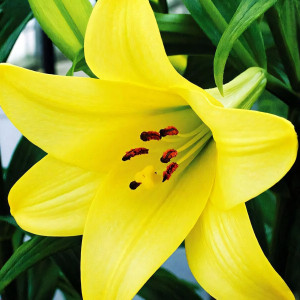  Лилия длинноцветковая Deliana (Делиана)