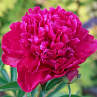 Саженец Пион Пол М. Вайлд